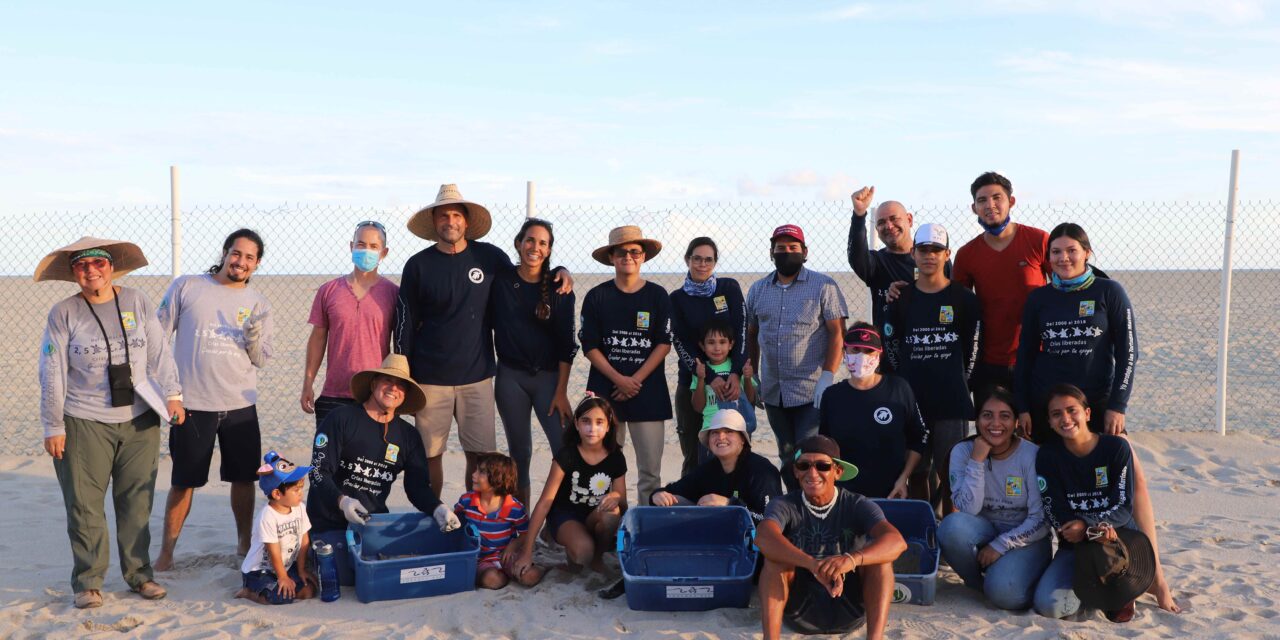 En Los Cabos el mejor programa de voluntarios para el cuidado y protección de la tortuga marina