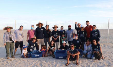 En Los Cabos el mejor programa de voluntarios para el cuidado y protección de la tortuga marina