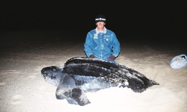 ANIDA TORTUGA LAÚD ESPECIE EN PELIGRO CRITICO DE EXTINCIÓN EN LOS CABOS.