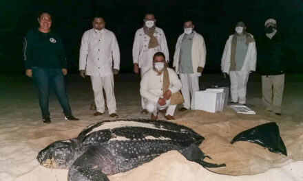 Los Cabos lugar seguro para la Tortuga Laud.