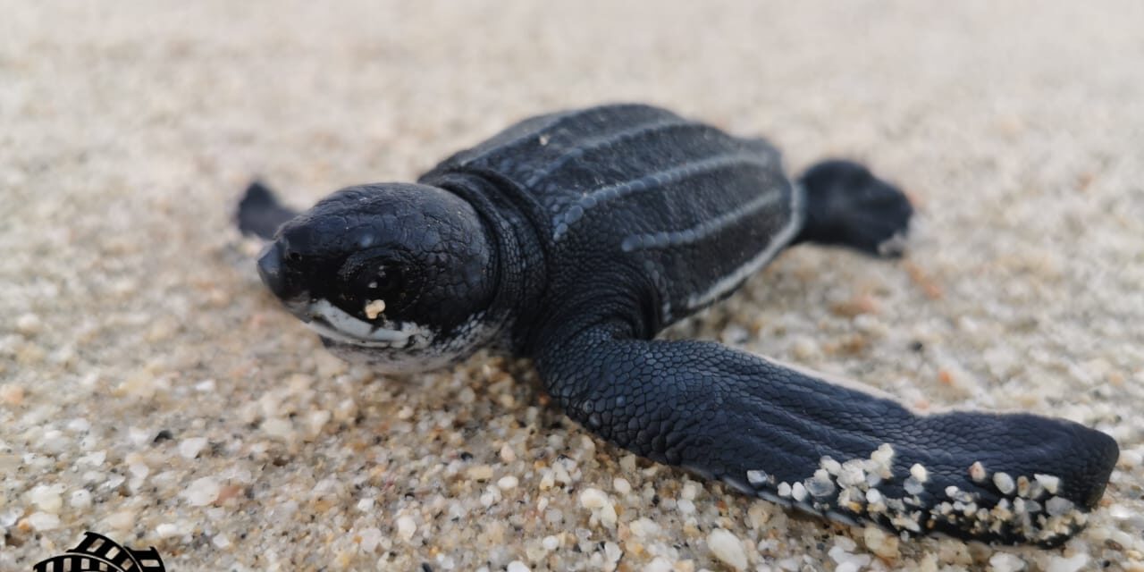 Se liberan primeras crías de tortuga Laúd en La Ribera, B.C.S.