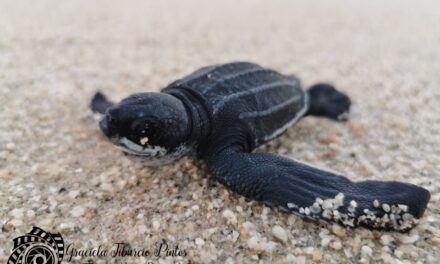 Se liberan primeras crías de tortuga Laúd en La Ribera, B.C.S.