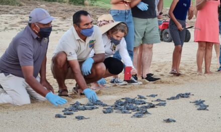 Cierre con broche de oro, temporada de anidación de tortuga marina.