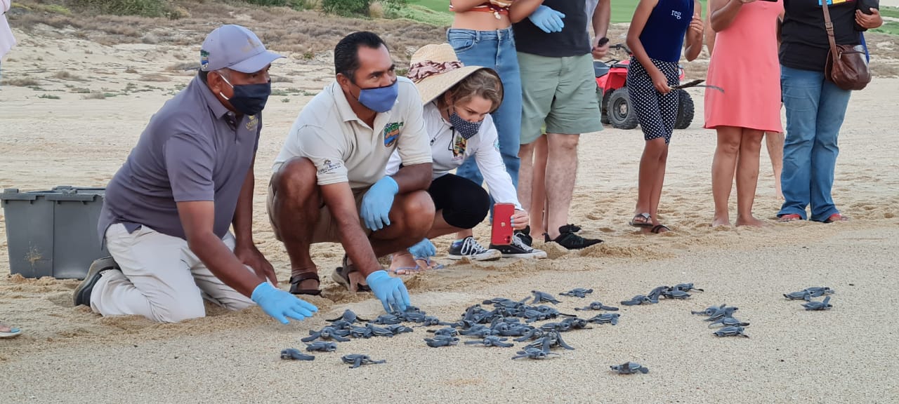 Cierre con broche de oro, temporada de anidación de tortuga marina.