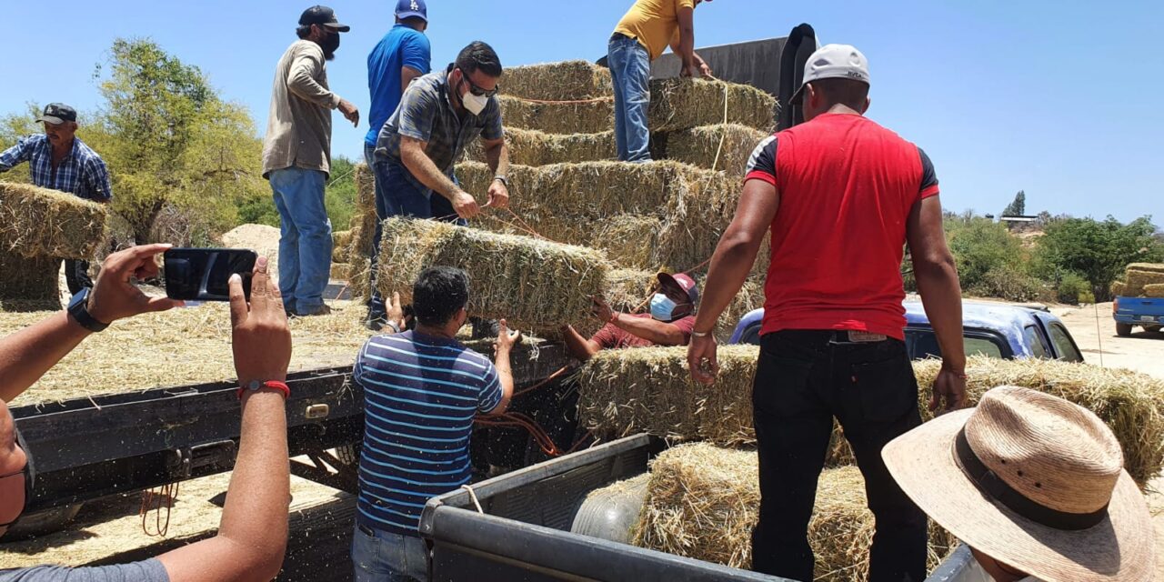 El presidente municipal electo de Los Cabos, otorgó dos camiones con 650 pacas de alfalfa