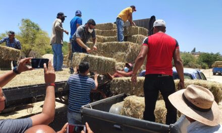 El presidente municipal electo de Los Cabos, otorgó dos camiones con 650 pacas de alfalfa