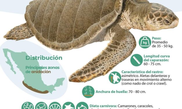 ¡El fenómeno de la Naturaleza! Tortuga Golfina (Lepidochelys olivacea)