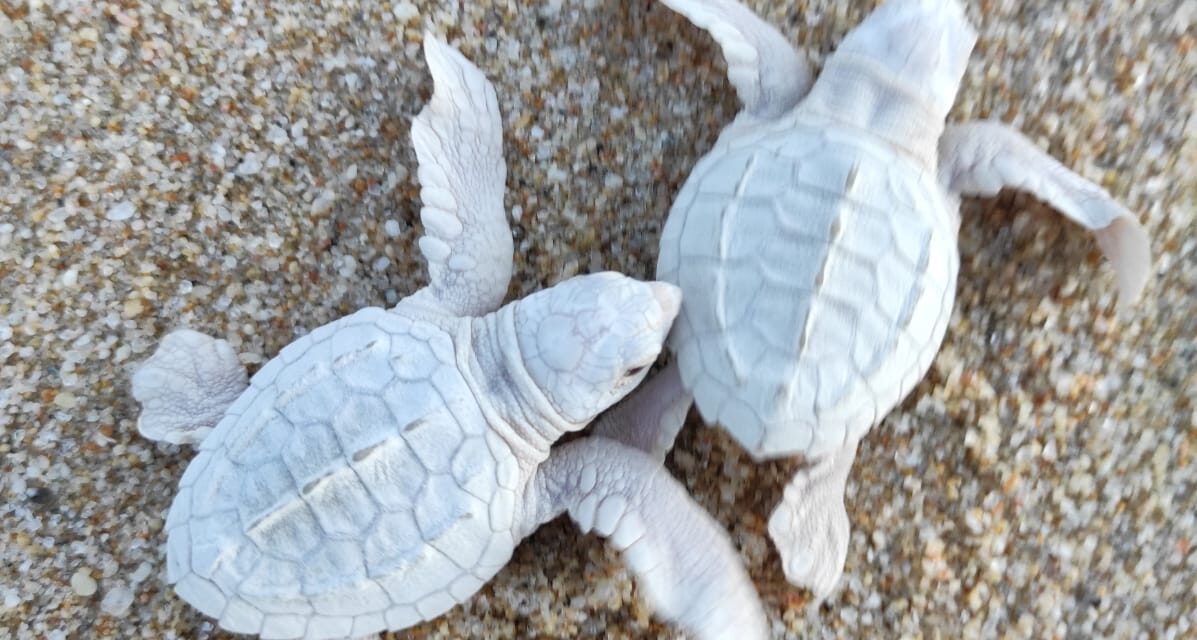 NACEN TORTUGUITAS GOLFINAS ALBINAS EN LOS CABOS