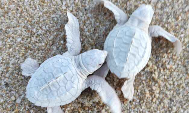 NACEN TORTUGUITAS GOLFINAS ALBINAS EN LOS CABOS