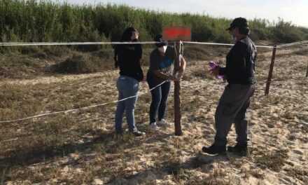 Gobierno de Los Cabos y Starbucks juntos por la conservación del Gallito Marino